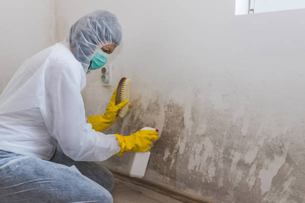 Ivanhoe, TX Mold Removal Company