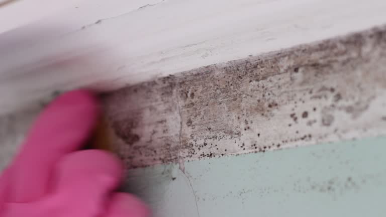 Best Post-Construction Mold Inspection  in Ivanhoe, TX